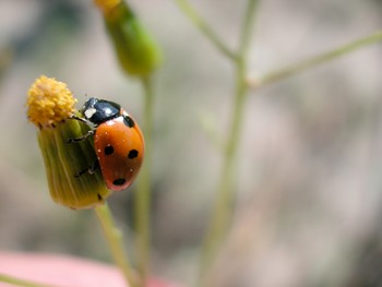 Invasion of the Ladybugs!