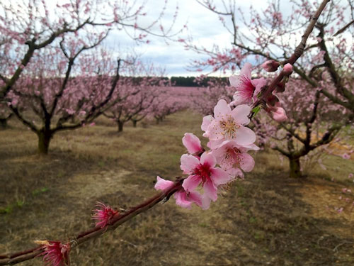 What Happens to Peaches When the Chill is Gone?