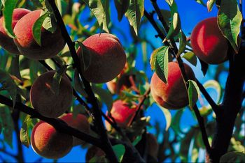 Peach Day at the State Farmers Market July 13