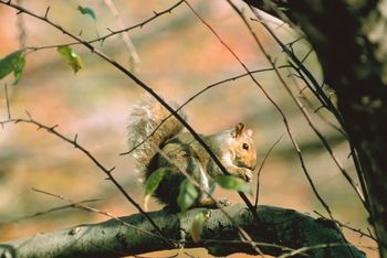 Rep. Bill Hixon and 14 Young Hunters Bag Squirrels on Recent Hunt