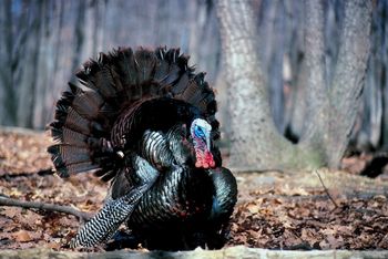 Volunteers Needed to Participate in the Summer Turkey Survey