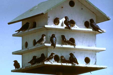 Purple Martin Time in Carolinas