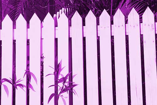The Purple Fence to Host Jazz & Blues Mini Festival