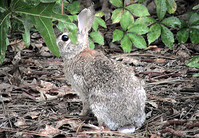 Habitat Buffers are Beneficial to Wildlife Around Farms