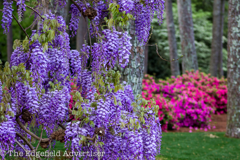 Masters-2013-Friday-8