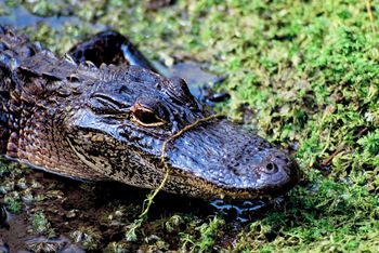 2013 Public Alligator Hunting, Special WMA Season Applications Available Online May 1