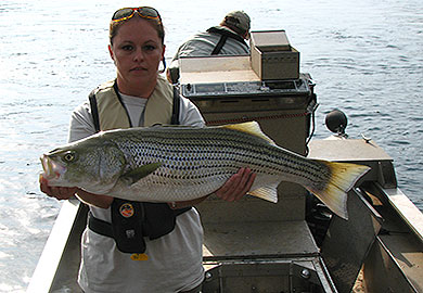 SC, GA DNR’s, Army Corps Team Up for Lake Thurmond Striper Study