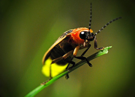 Ready, Set, Glow! Vanishing Firefly Project