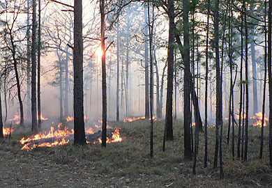 Thermal Thinning and Pruning with Prescribed Fire