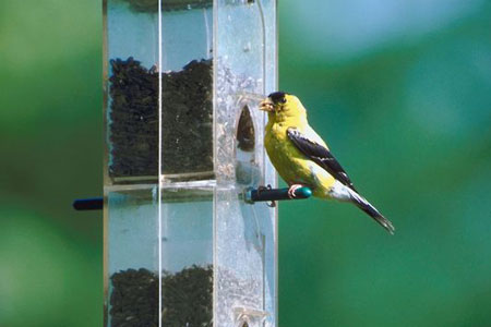 Birdfeeder Basics: Bring on Backyard Birds with the Right Feeders