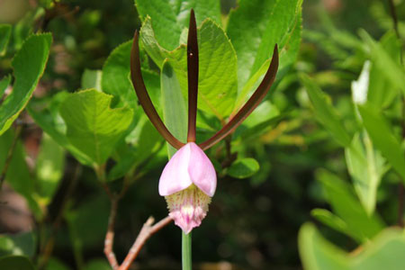 Sealy Finds Reappearance of Orchid: Rudy Mancke Verifies