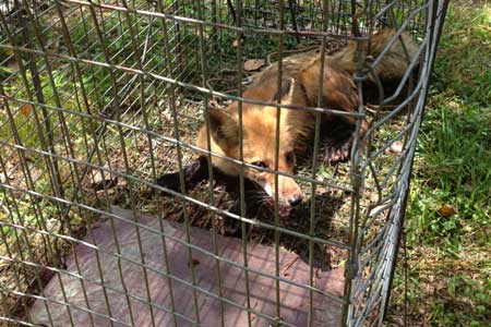 Uncle Amos Catches Br’er Fox