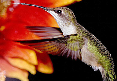 Hummingbirds Returning to South Carolina