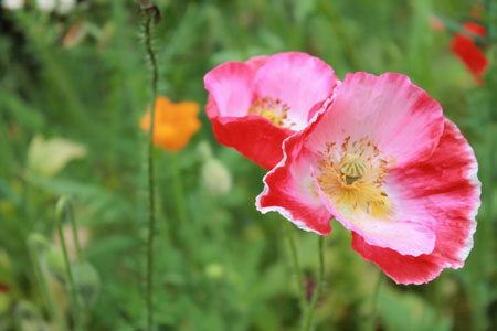 poppy-close-up