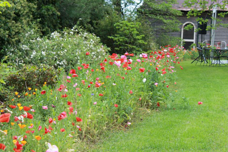 poppy-hedge