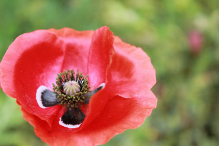 poppy-red-close-up