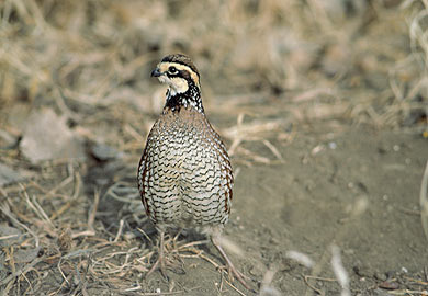 Commercial License Needed to Sell Pen-Reared Quail