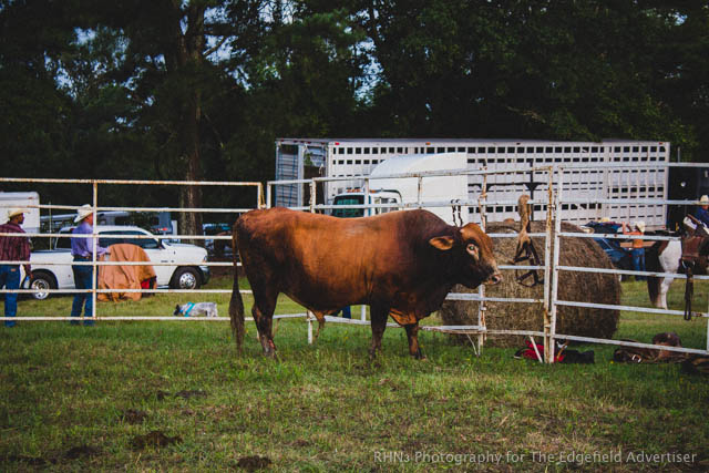 Sandy Oaks Pro Rodeo-31