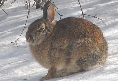Preserve Fall, Winter Habitat for Quail, Rabbits