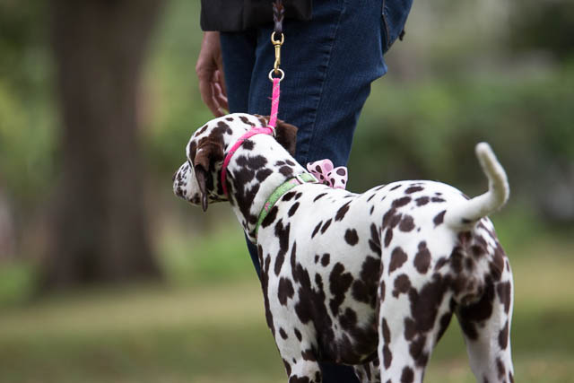 Blessing of the Animals 2013-13