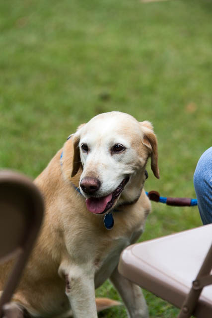 Blessing of the Animals 2013-14