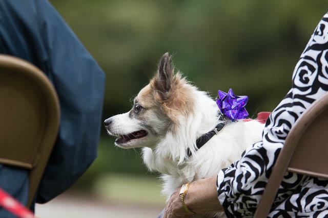 Blessing of the Animals 2013-15