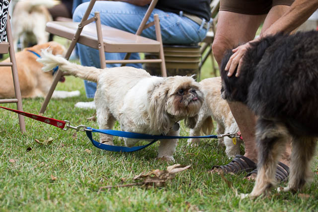 Blessing of the Animals 2013-16