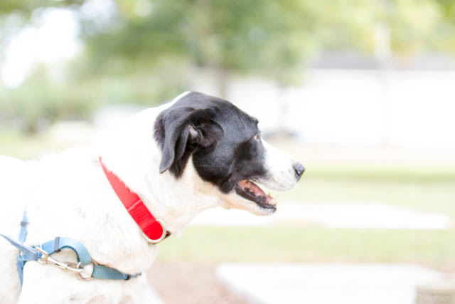 Blessing of the Animals 2013-17