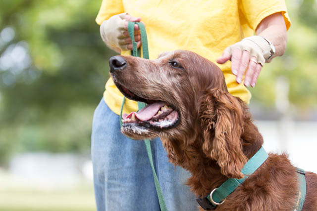 Blessing of the Animals 2013-19