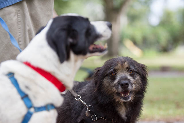 Blessing of the Animals 2013-21