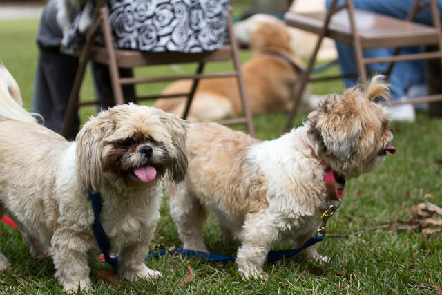 Blessing of the Animals 2013-23