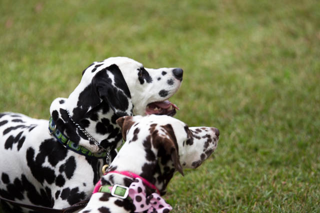 Blessing of the Animals 2013-24