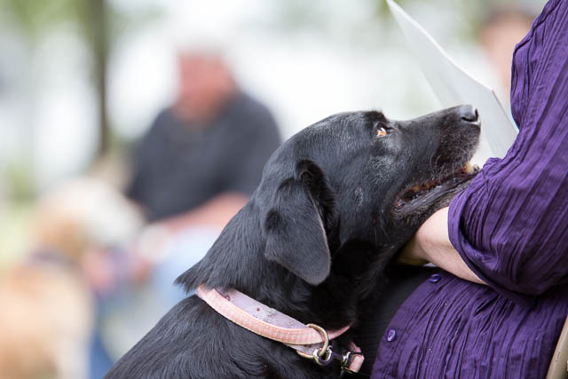 Blessing of the Animals 2013-25