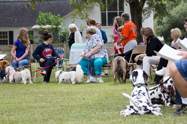 Blessing of the Animals 2013-31