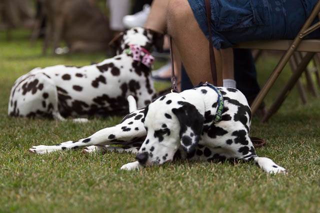 Blessing of the Animals 2013-33