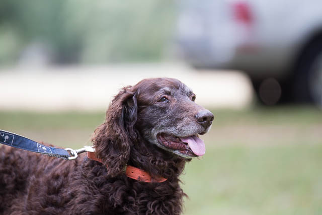 Blessing of the Animals 2013-4