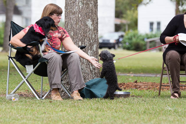 Blessing of the Animals 2013-46