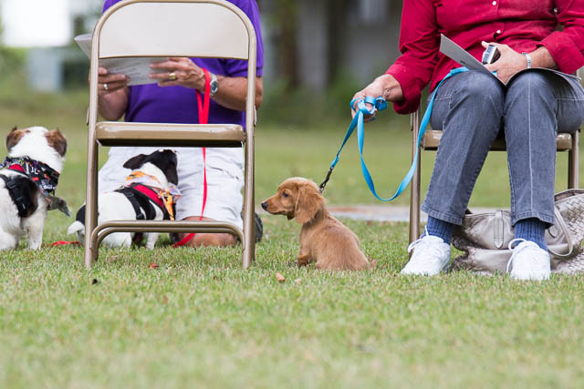 Blessing of the Animals 2013-49