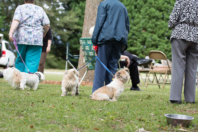 Blessing of the Animals 2013-5