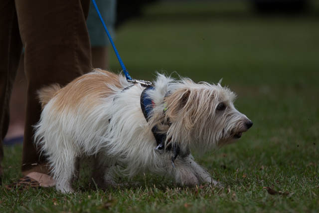 Blessing of the Animals 2013-6