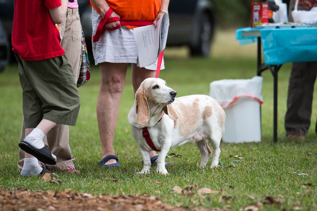 Blessing of the Animals 2013-62