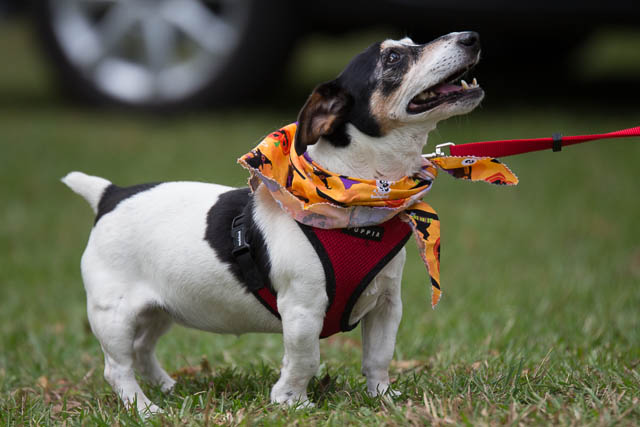 Blessing of the Animals 2013-7