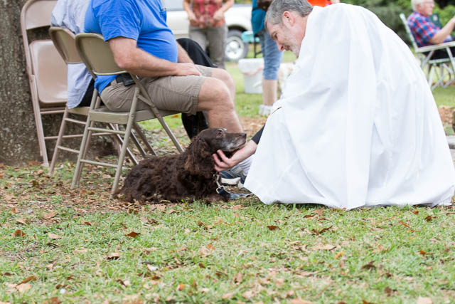 Blessing of the Animals 2013-72