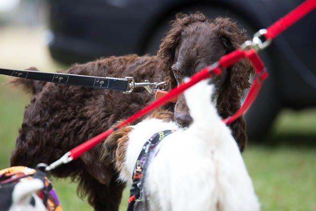 Blessing of the Animals 2013-8