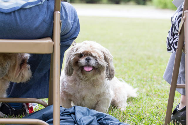 Blessing of the Animals 2013-80