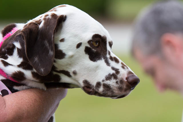 Blessing of the Animals 2013-89