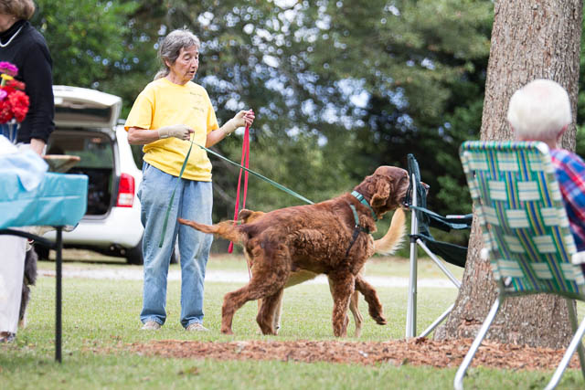 Blessing of the Animals 2013-9