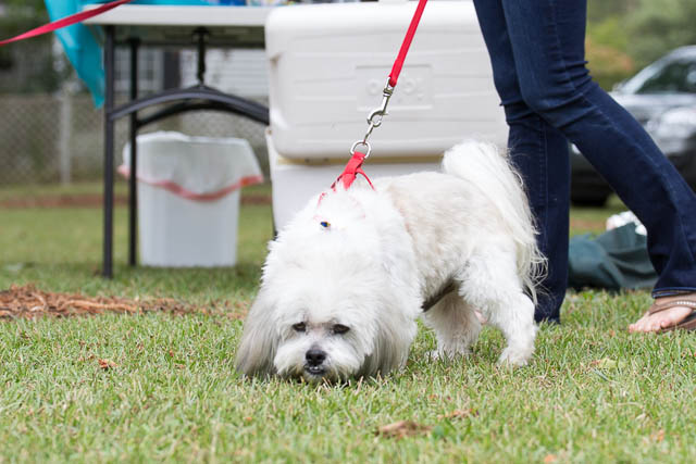 Blessing of the Animals 2013-93