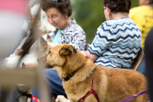 Blessing of the Animals 2013-95