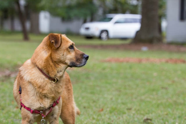 Blessing of the Animals 2013-99